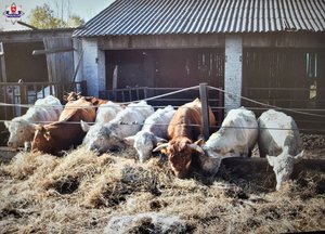 zaniedbane krowy jedzace siano